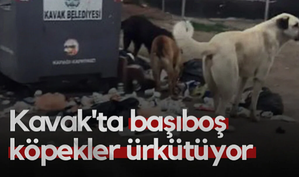 Kavak'ta Başıboş Köpekler Ürkütüyor