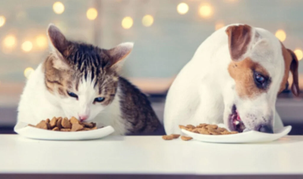 Kedi ve Köpek Maması Alınacaktır