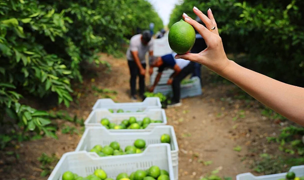 Limon ihracat yasağı 15 Mayıs’a ertelendi