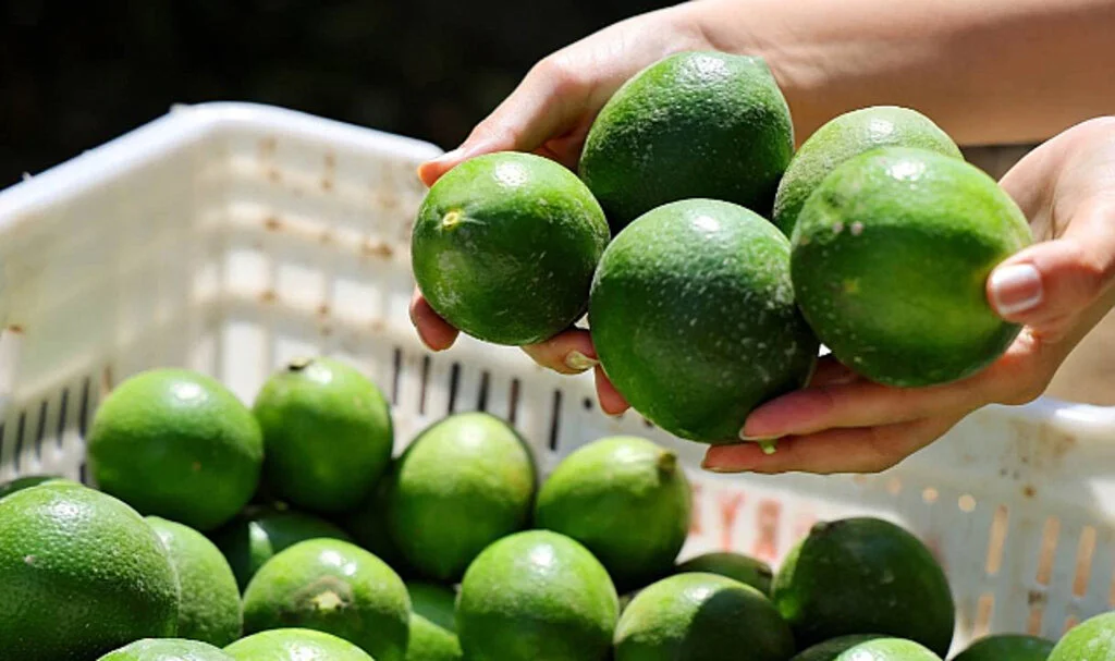 Limon Stoku Krize Yol Açtı: İhracat Durduruldu