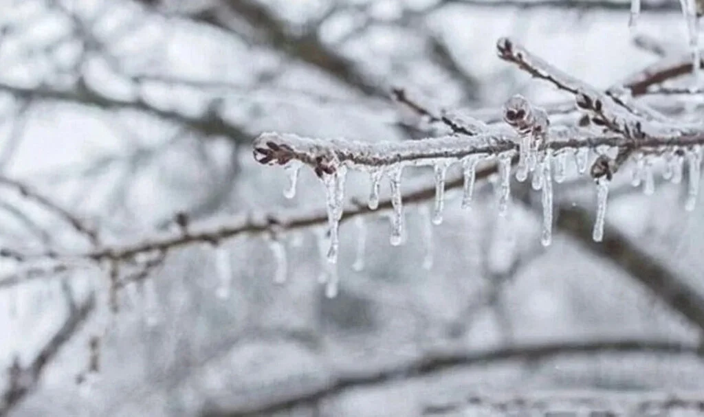 Meteorolojiden Zirai Don ve Buzlanma Uyarısı