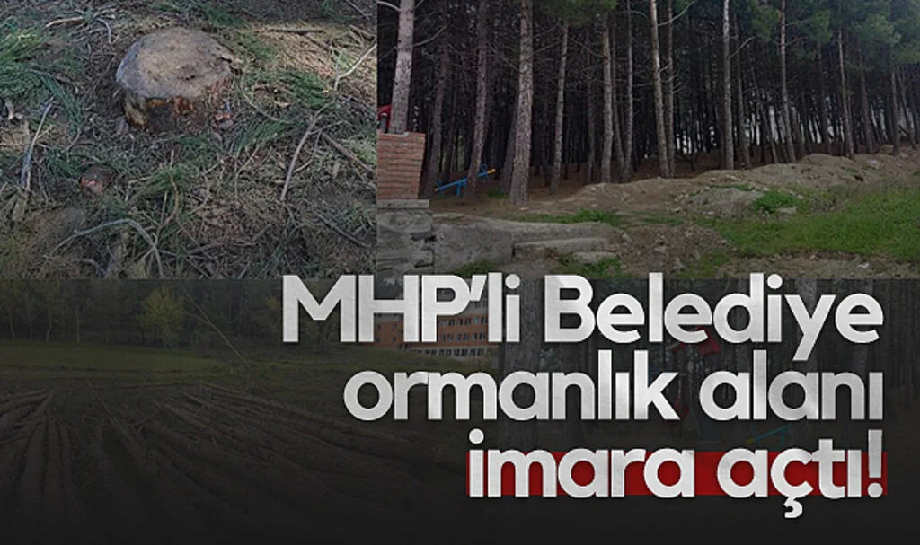 MHP’li Alaçam Belediyesi Ormanlık Alanı İmara Açtı!