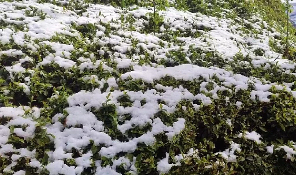 Nisan Karı Rize’de Çay Tarlalarına Zarar Verdi