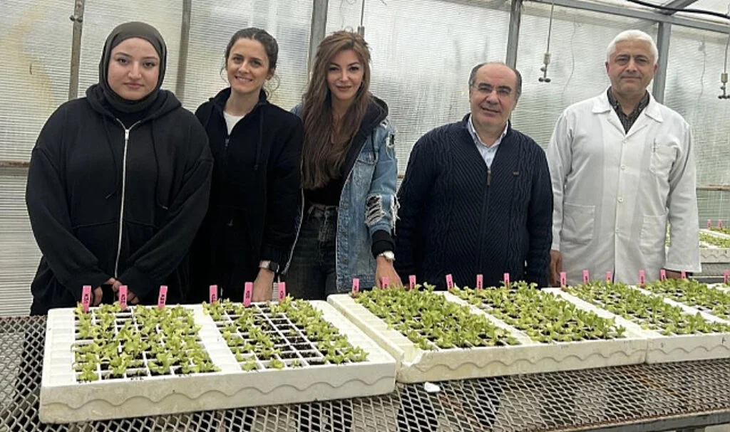 OMÜ’nün Dayanıklı Marul Projesine TÜBİTAK Desteği