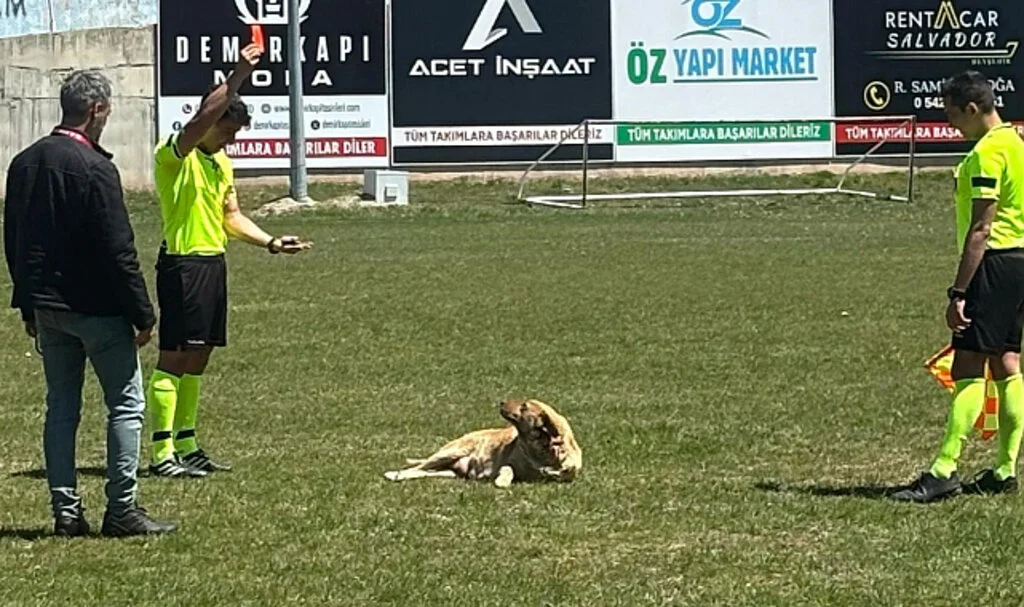 Sahaya Giren Köpeğe Kırmızı Kart Gösterdi