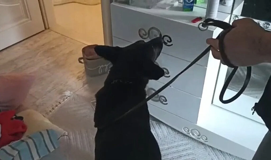 Samsun'da Dedektör Köpek Tony 1,7 Kilo Metamfetamin Buldu