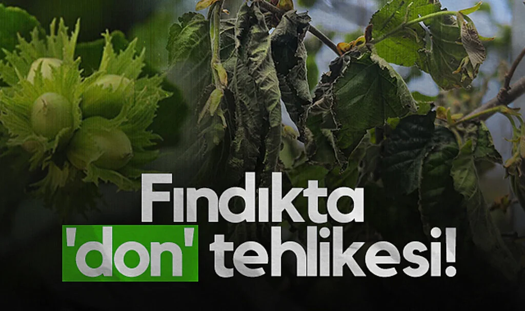 Samsun'da Fındık Bahçelerinde Don Alarmı