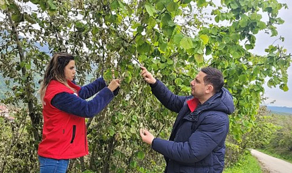 Samsun'da Fındık Bahçelerinde Zirai Don Hasarı İnceleniyor