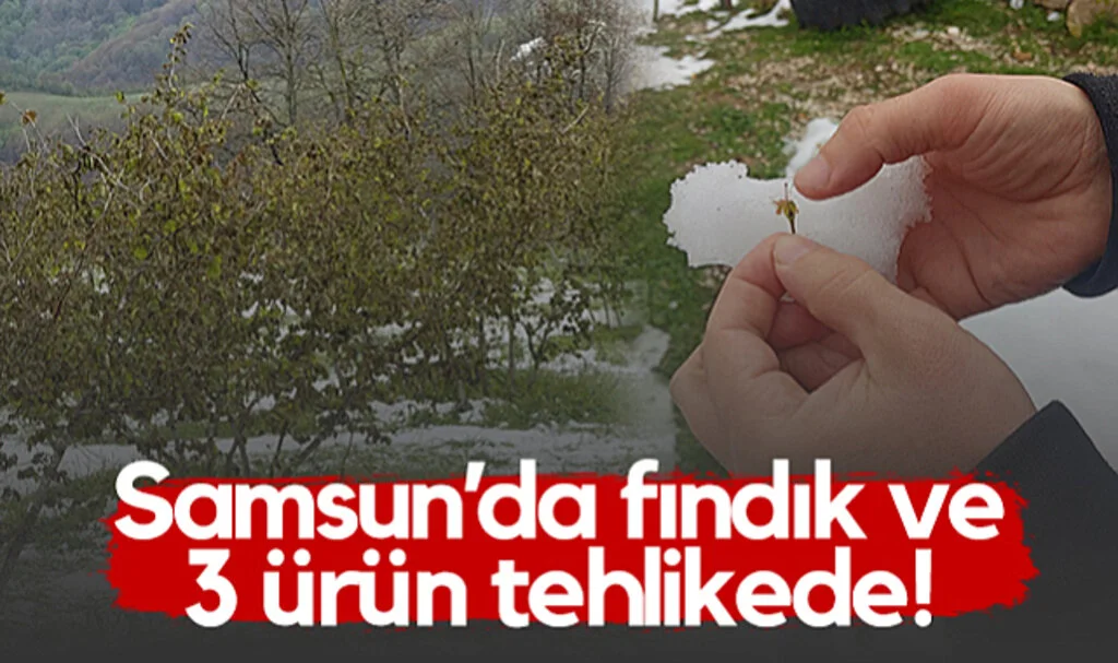 Samsun'da Fındık ve 3 Ürün Tehlikede!