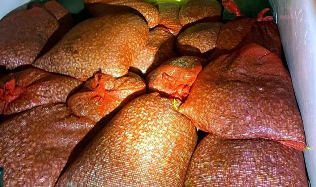 Samsun’da Kaçak Avcılığa Geçit Yok: Midyeler Denize Salındı