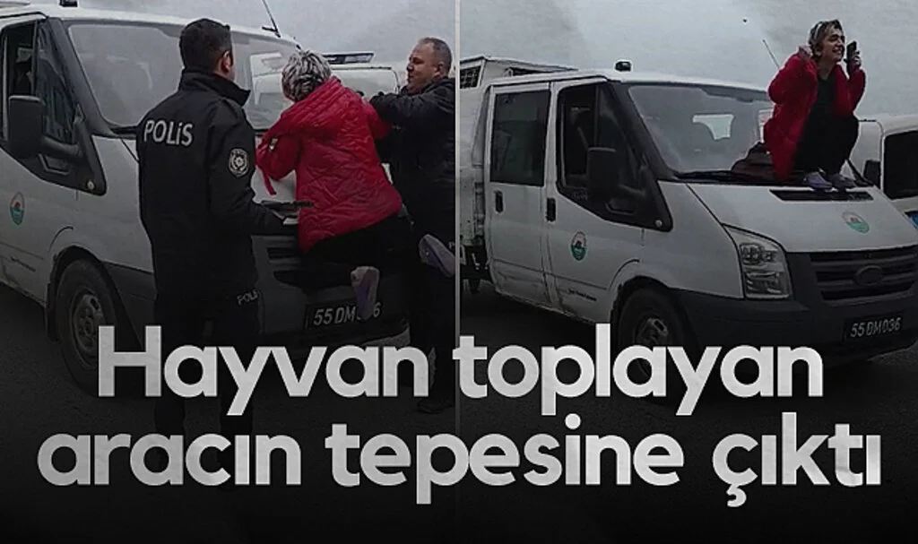 Samsun'da Kadın, Hayvan Toplayan Aracın Tepesine Çıktı: Gergin Anlar Yaşandı