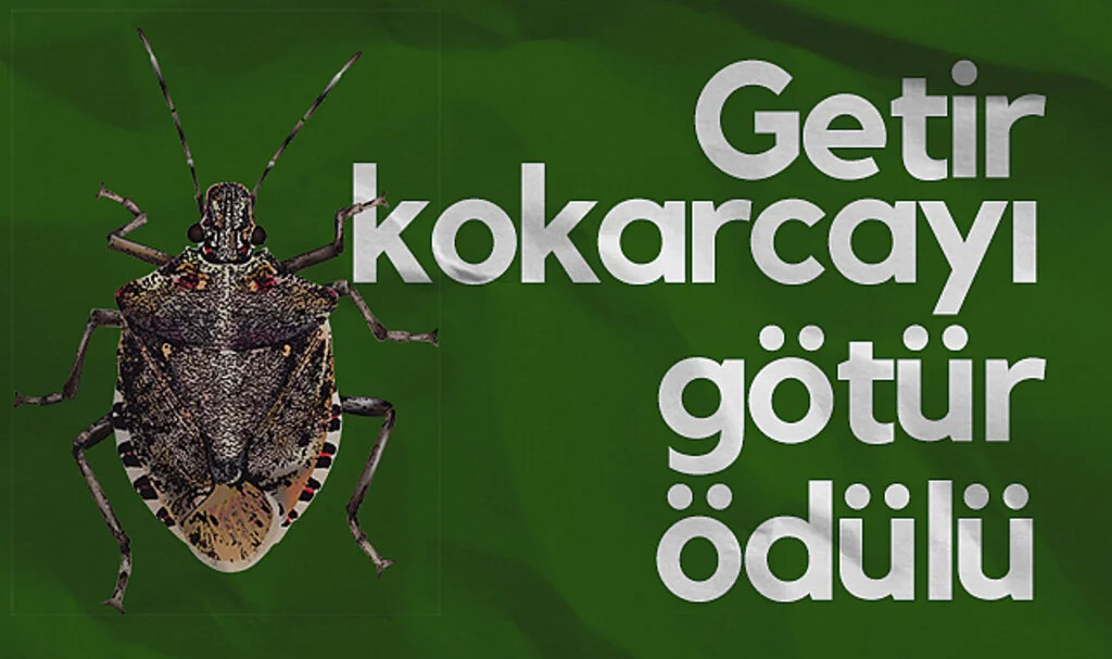 Samsun'da Kahverengi Kokarca Getirene Gübre ve Yemek Ödülü