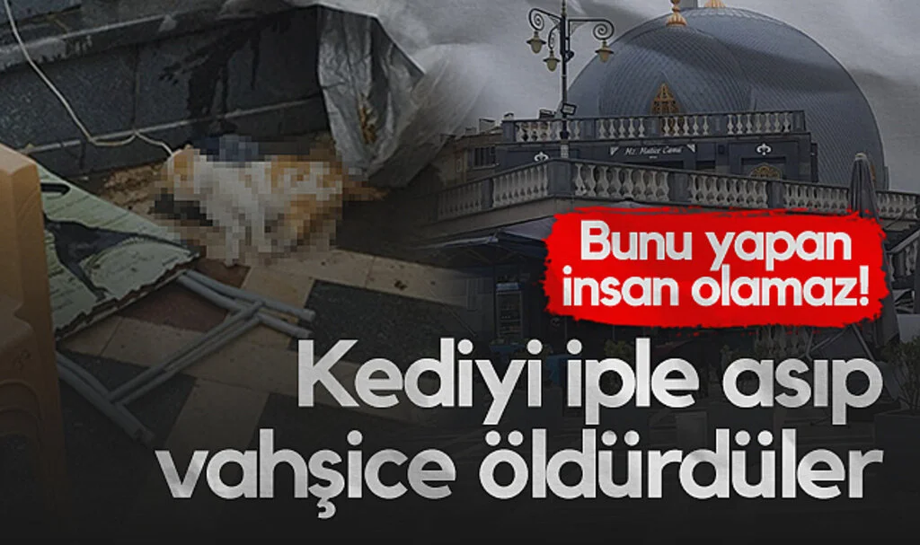 Samsun'da Kediyi İple Asıp Vahşice Öldürdüler
