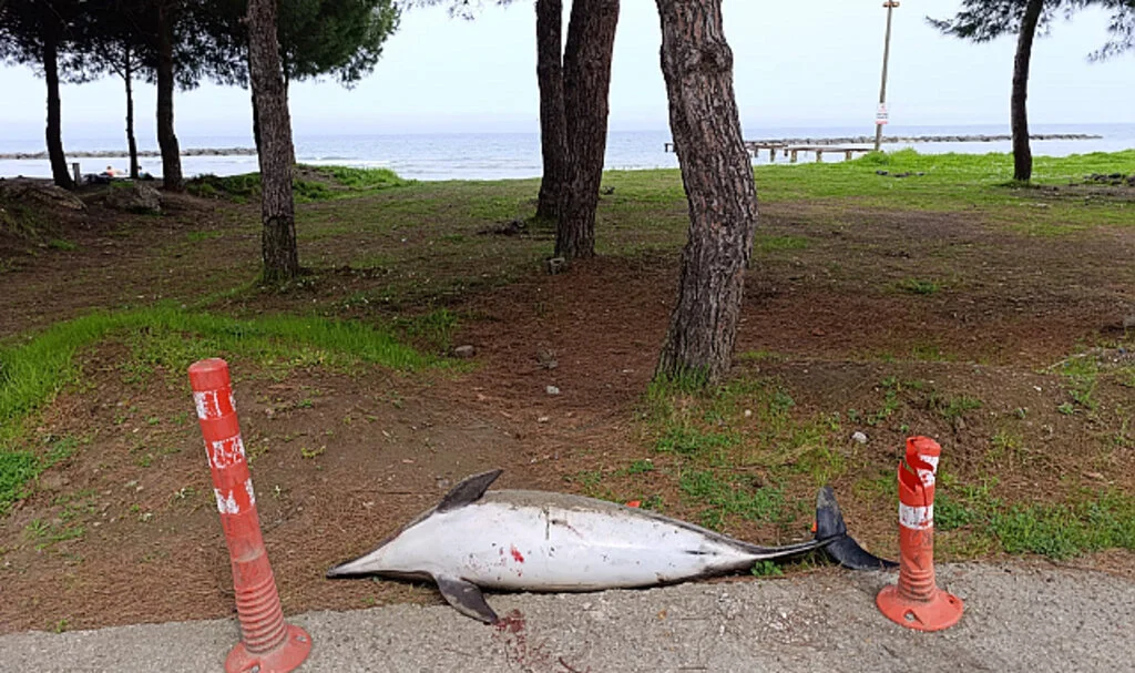 Samsun'da Ölü Yunus Sahile Vurdu