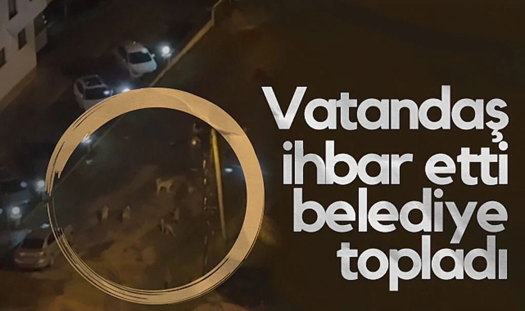 Samsun'da Sahipsiz Köpekler Anında Toplatıldı
