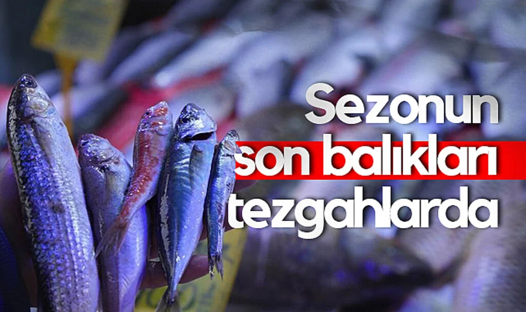 Samsun'da Sezonun Son Balıkları Tezgahlarda