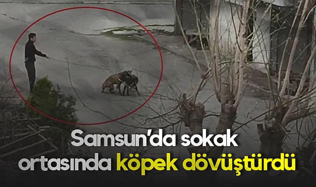 Samsun’da Sokak Ortasında Köpek Dövüştürdü