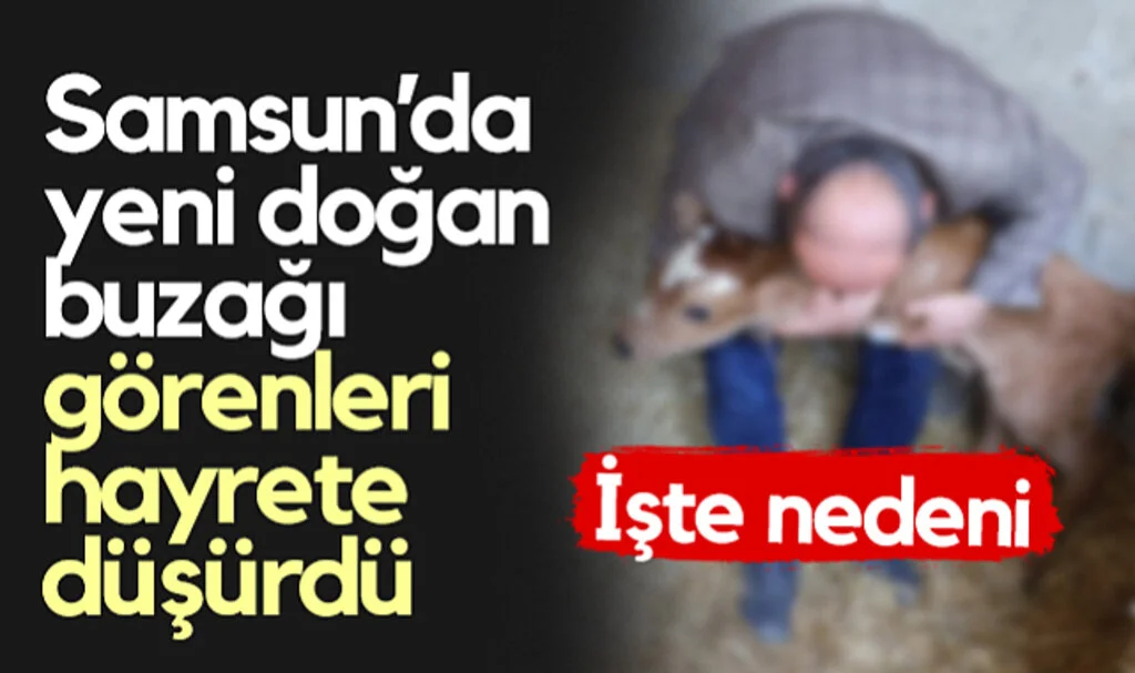 Samsun'da Yeni Doğan Buzağı Görenleri Hayrete Düşürdü! İşte Nedeni...