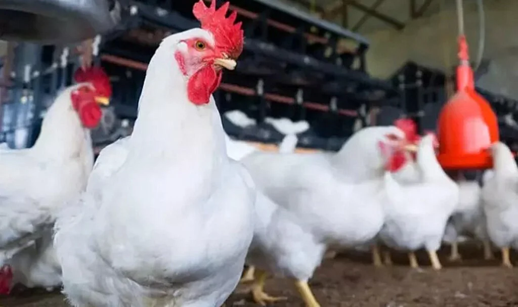 Şenpiliç Ürününde Ölümcül Bakteri Tespit Edildi