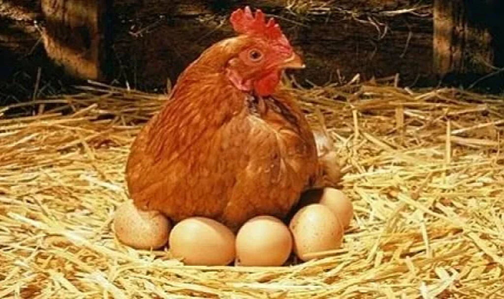 Tavuk Eti Üretimi Arttı, Yumurta Üretimi Azaldı
