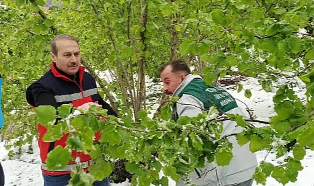 Terme’de Zirai Don Sonrası Hasar Tespiti Başladı