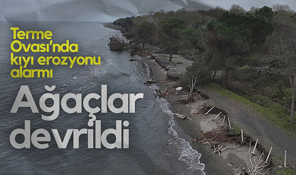 Terme Ovası'nda Kıyı Erozyonu Alarmı: Ağaçlar Devrildi