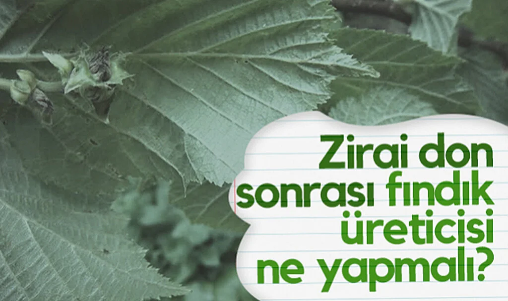 Zirai Don Sonrası Fındık Üreticisi Ne Yapmalı? Samsun İl Tarım Müdürü İbrahim Sağlam Uyardı...