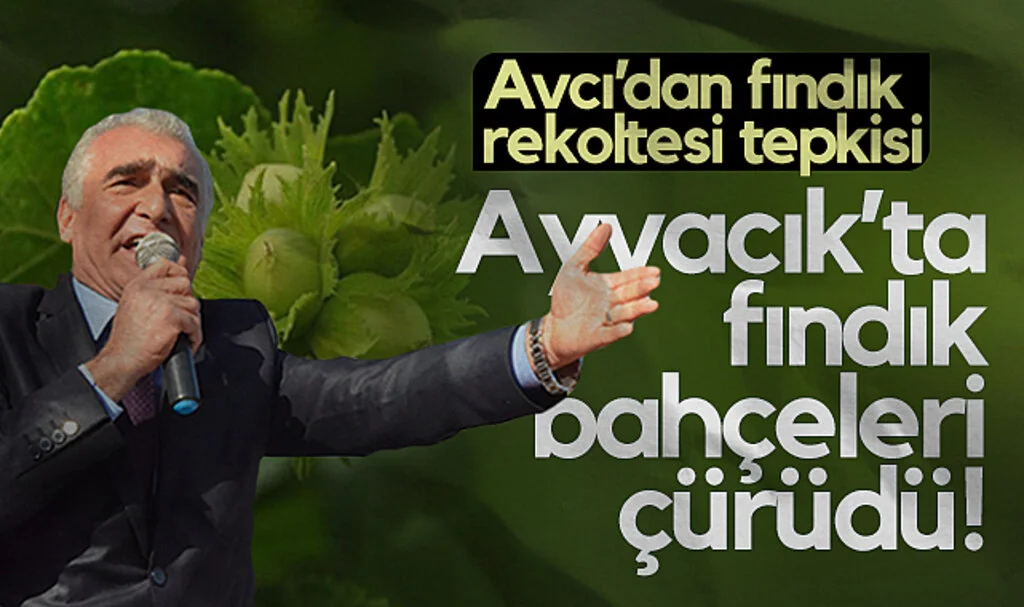 Ayvacık Ziraat Odası Başkanı Erdal Avcı'dan Fındık Rekoltesine Tepki: Ayvacık'ta Fındık Bahçeleri Çürüdü!