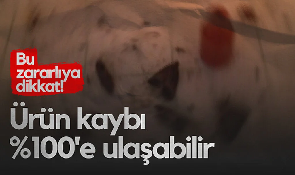 Bu Zararlıya Dikkat! Ürün Kaybı %100'e Ulaşabilir