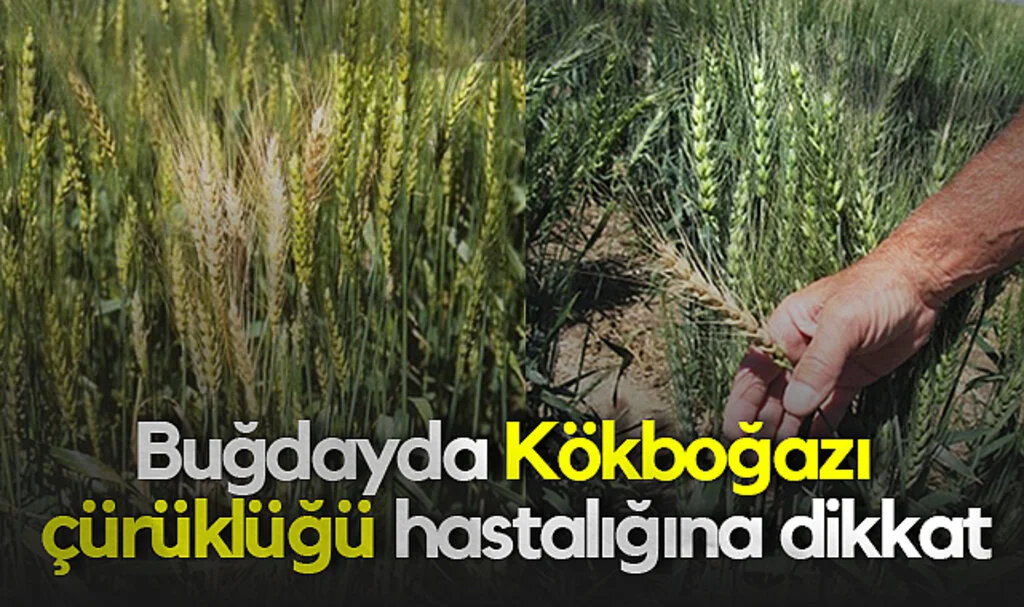 Buğdayda Verim Kaybına Neden Olan Hastalığa Dikkat