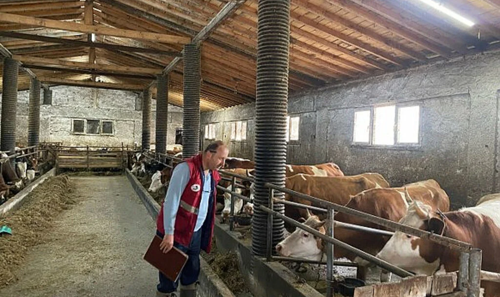 Çarşamba’da Şap Hastalığına Karşı Sıkı Önlem