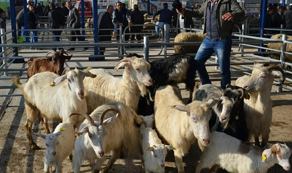 Gönen’de Şap Alarmı: 15 Mahalle Karantinada