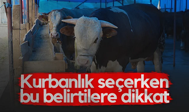 OMÜ'lü Profesörden Uyarı: Kurbanlık Seçerken Bu Belirtilere Dikkat