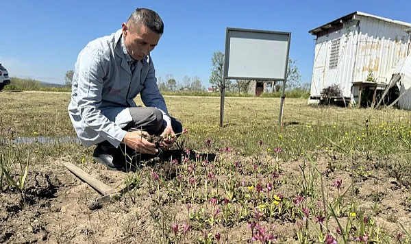 Salep Üretiminde Yeni Dönem: Orkide Türleri Samsun’da Test Ediliyor