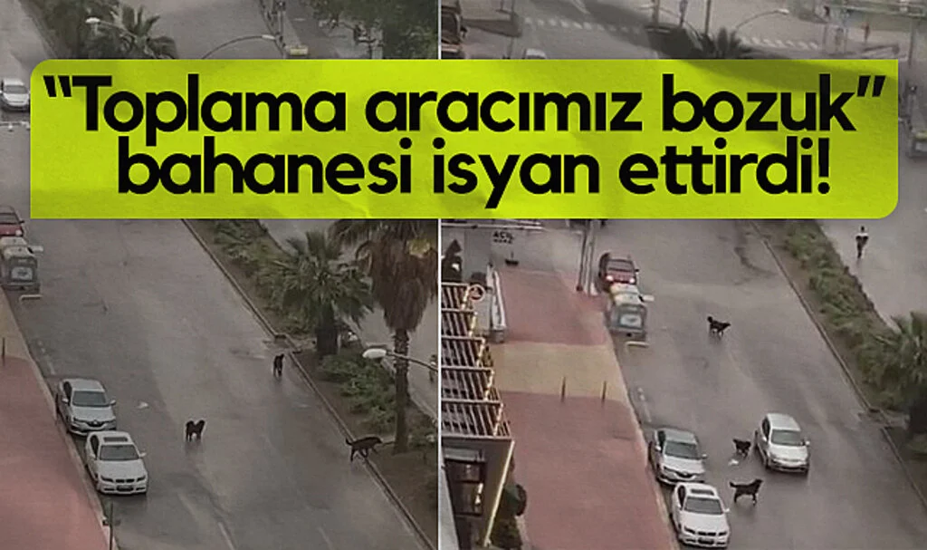 Samsun Atakum'da Başıboş Köpek Korkusu Büyüyor: Toplama Aracımız Bozuk Bahanesi İsyan Ettirdi!