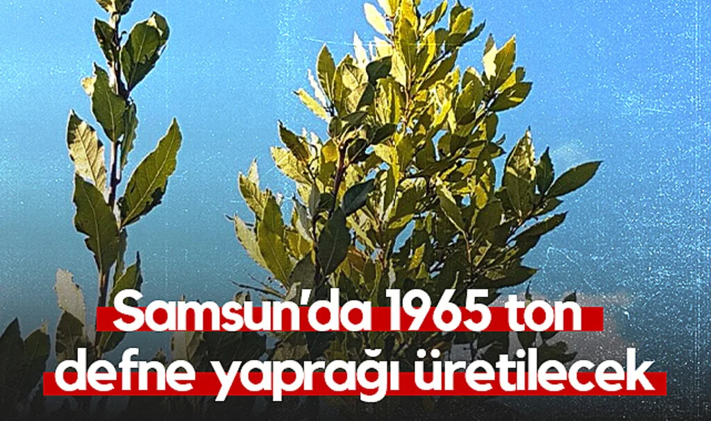 Samsun’da 1965 Ton Defne Yaprağı Üretilecek