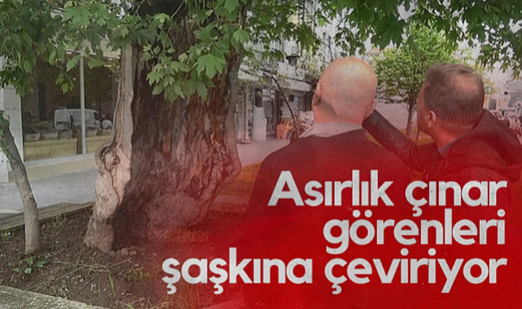 Samsun'da Dış Kabuğuyla Ayakta Kalan Asırlık Çınar Görenleri Şaşkına Çeviriyor