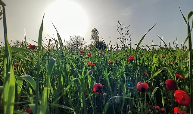 Samsun’da Doğa Renk Cümbüşüne Büründü