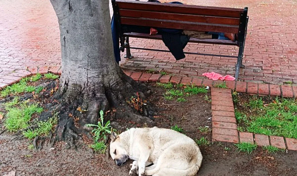 Samsun’da Duygu Dolu Anlar: Sadık Köpekten Sessiz Vefa