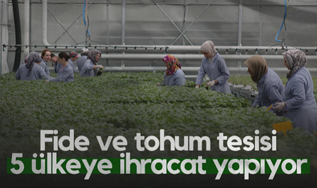 Samsun’da Fide ve Tohum Tesisi 5 Ülkeye İhracat Yapıyor