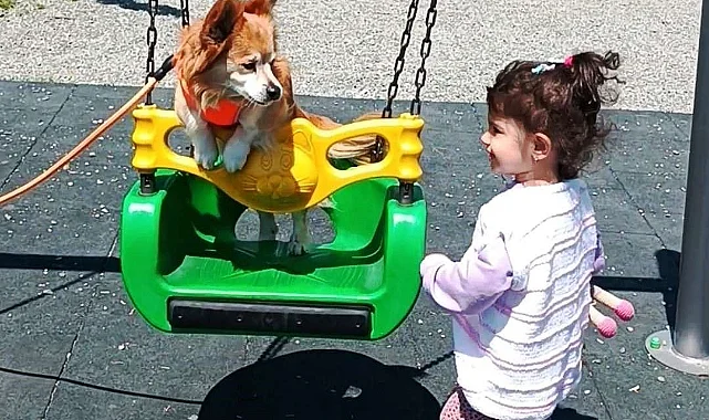 Samsun’da Köpeğin Salıncak Keyfi Gülümsetti