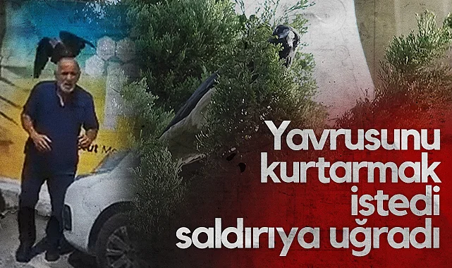 Samsun'da Öfkeli Kargalar Yaşlı Adama Saldırdı