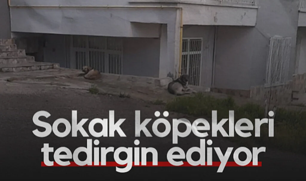 Samsun'da Sokak Köpekleri Mahalle Sakinlerini Tedirgin Ediyor