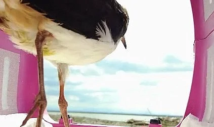 Samsun'da Tedavi Edilen Kız Kuşu Doğaya Geri Döndü