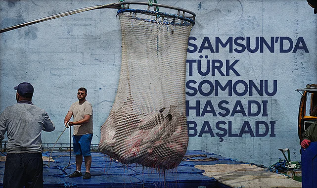 Samsun’da Türk Somonu Hasadı Başladı
