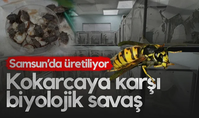 Samsun'da Üretiliyor: Kahverengi Kokarcaya Karşı Biyolojik Savaş