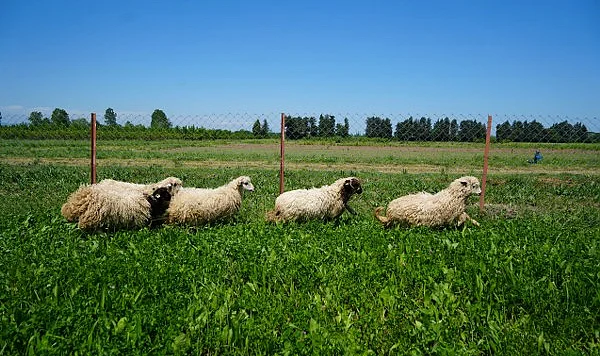Samsun'da Yapay Mera Devrimi: Et Fiyatlarını Dengeleyecek Proje Başladı