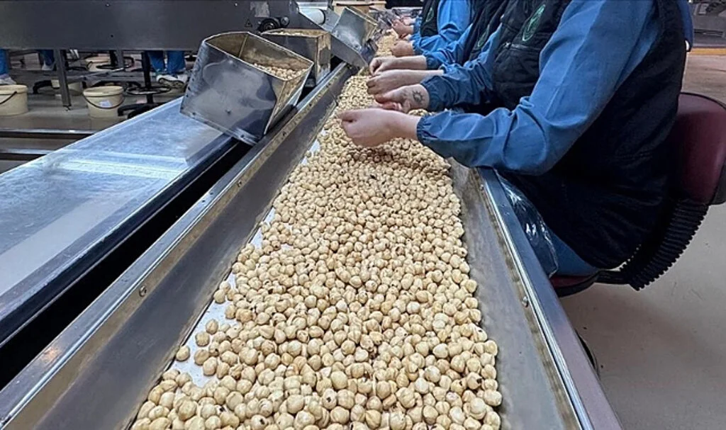 Samsun'dan Fındık Üreticisine Kritik Tavsiyeler