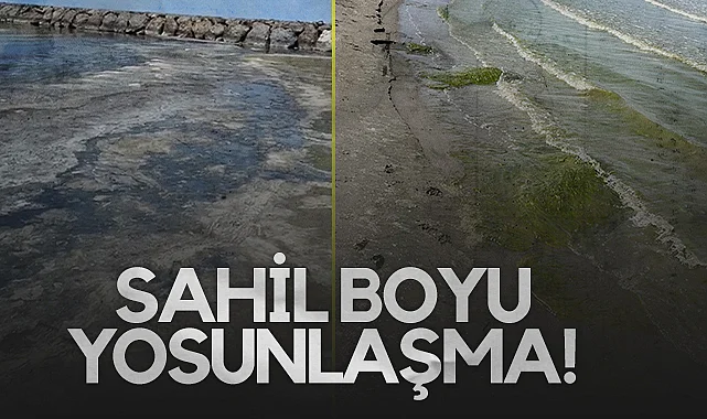 Samsun Denizini ve Sahilini Müsilaj Gibi Yosun Bastı