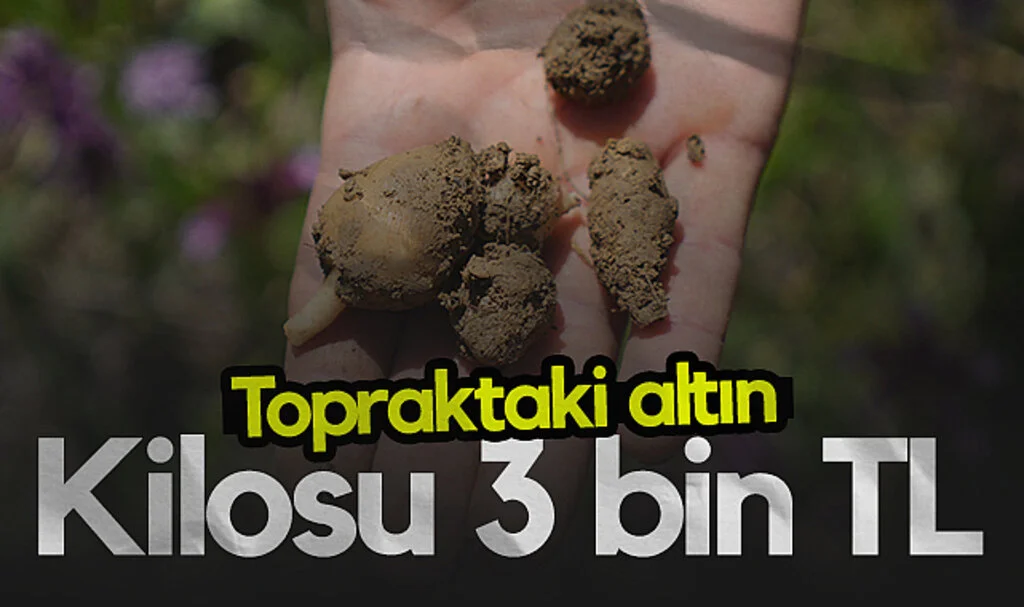Topraktaki Altın: Üreticisine Milyonlar Kazandırıyor